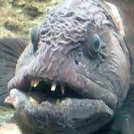 just the average radioactive fish