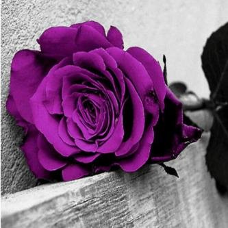 ‏‏‏‏‏لاتكره ولاتحقد ولاتحسد...احذف من لاتريد من افكارك وستجد العالم يتسع لك ولهم ♥♡