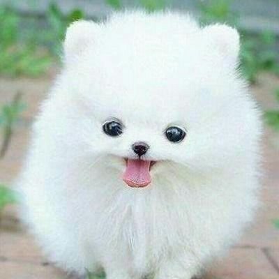 hi