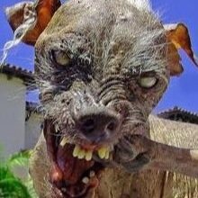 A tribute to Ugly Sam, the three time champion of the Sonoma-Marin Fair Annual World's Ugliest Dog Contest 2003-2005.