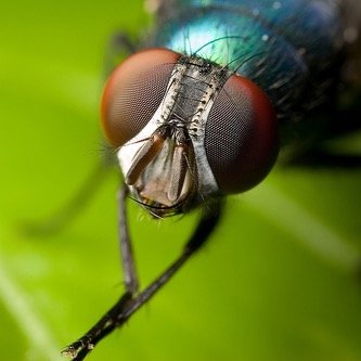 That_One_Fly Profile Picture