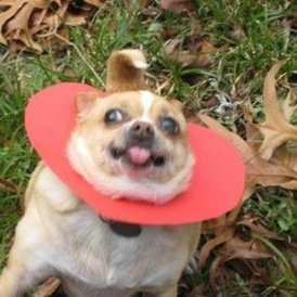 dogscats2798's profile picture. 