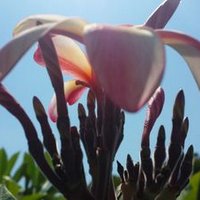 freenature (@freenature) 's Twitter Profile