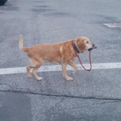 礼