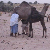 كلميم تتنفس بابنائها (@guelmim2030) 's Twitter Profile
