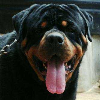 Breeder of rottwieller and pitbulls lasa and eskimo .WHATSAPP +2348131013012. and am also a football pundit ONE OF THE BEST