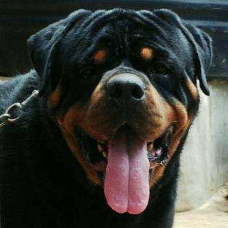 Breeder of rottwieller and https://t.co/Na6NlzfplE bb pin is 280f29d2,my phn is +2348131013012.
and am also a football pundit 
https://t.co/hzjDG9SHSF