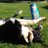 beckringrose's profile image