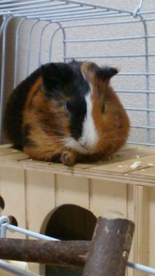 moruokaasan's profile picture. モルモットのもるお(2013,8月末生まれ)のお母さんです 。モルモル協会東京支部、会員番号27。もるおは2021年3月9日に天国にお引っ越ししました