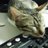 Jeffxx_Chao's profile image