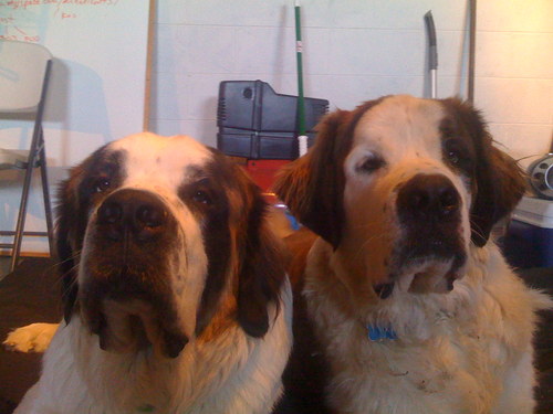 bigdogpark's profile picture. Bring your giant dog to the dog park so it can play with other big dogs!