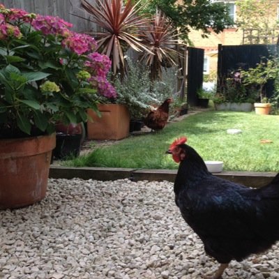 #nodig veg grower Theatre lover, Gig goer & slave to my pet hens.