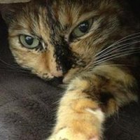 Yuuko Morimoto (@myuuko) 's Twitter Profile
