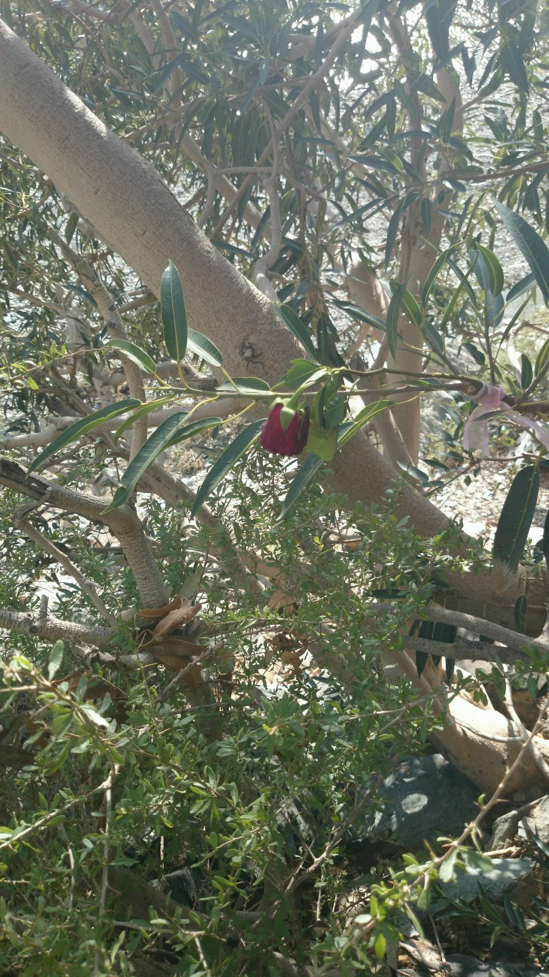 ‏‏‏عالمى عالم مجهول ولذلك تواجدت في تويتر