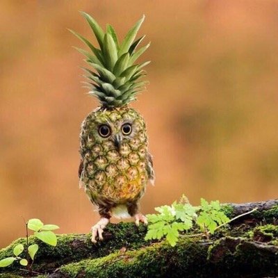 VibesFunny's profile picture. Providing funny pictures daily. DM suggestions.