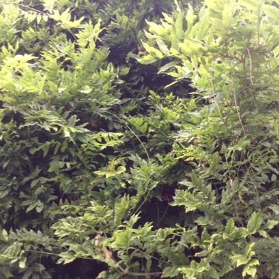 fooIish's profile picture. i was trying to prove to them and to myself that i was still who i had always been. i was beautiful, if fat. i was smart, if loud. i was good, if ruined.