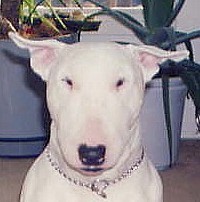 Bull_Terror's profile picture. Owner of *Bullies4you* hand made dog sculptures and collectibles.
*LIKE ME* on Facebook !! 
https://t.co/d8FDvfKgnL  
~ Maggie says #throwmyball will you?