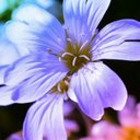 Julia Ngo - @juliango1181 - Twitter