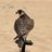 hamad_alnaimi85's profile image