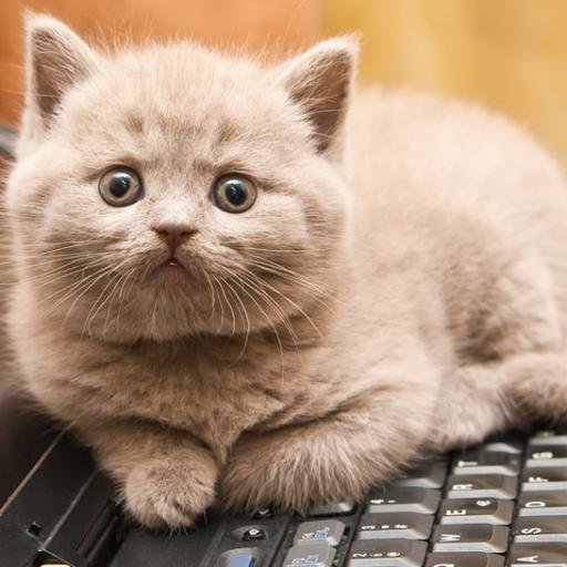 Cat On A Keyboard (ACatOnAKeyboard) Twitter