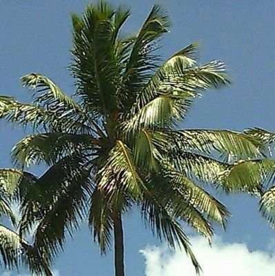 ensolleile's profile picture. 