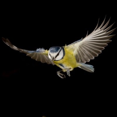 Albertogrus's profile picture. Ecolojeta pisapraos