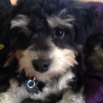 havanese mix. 
black.
im the king.