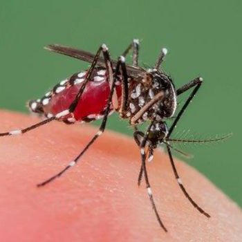 just ur average mosquito