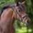 Paarden_Tweetss's profile image