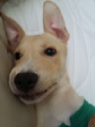 Area Pup