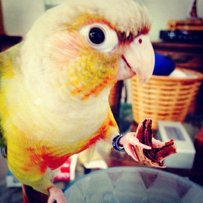 I am a green cheeked conure and also THE GREATEST BIRD MALE MODEL EVER!!!! Check out my fierce looks for i am the sexiest bird alive!!!