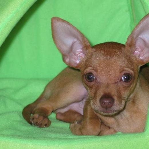 Nací el 19 de mayo en el 2002 tengo 12 años me gusta las fiestas vivo con mi mama papá y hermano me gustan los animales son hermosos quisiera tener un zoológico