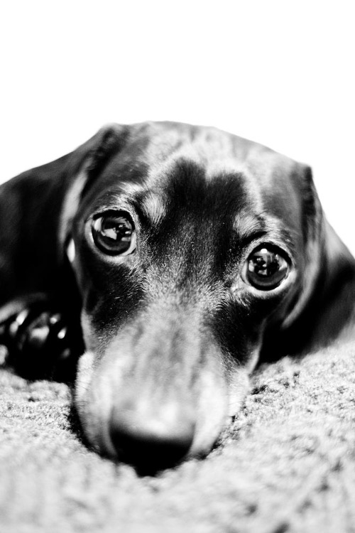 Confettipix's profile picture. photography, crafty crafter, animal lover