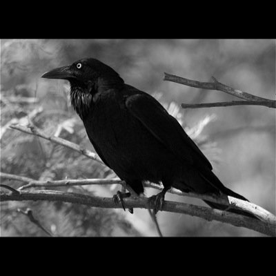 alpkuray's profile picture. pursuit of vikings and metal lover. folk viking metal and doom metal