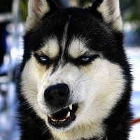 Harrison Konikoff (@hkonikoff) 's Twitter Profile