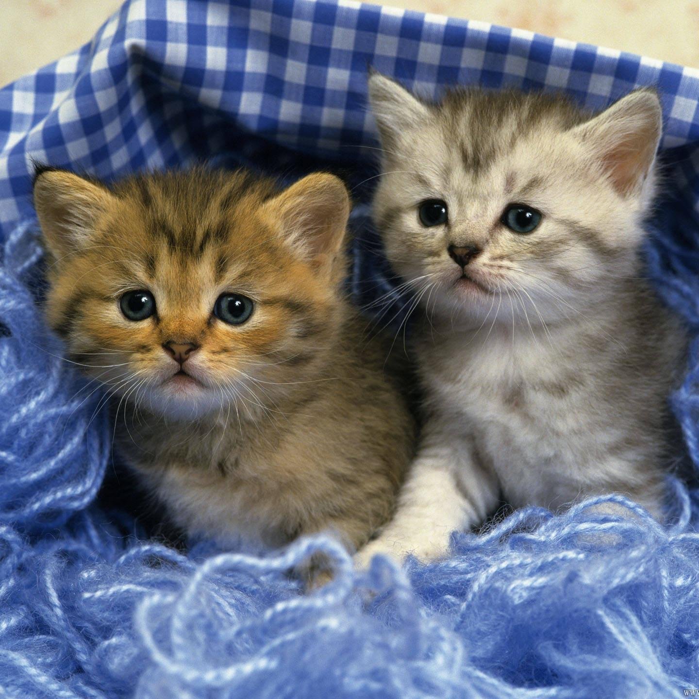 Briannake04's profile picture. I make no since. At all