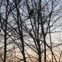 Fiona Mak - @fylmak - Twitter