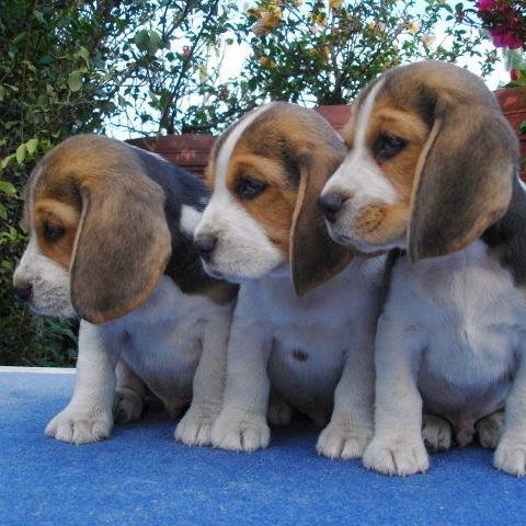 BEAGLESMEXICO's profile picture. criadero de autenticos beagles tricolores