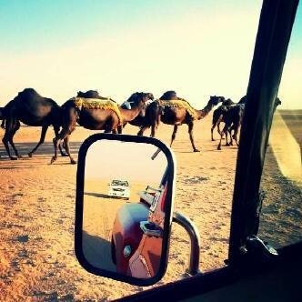 والخساير لاخسرنا عساها ف أربعه   المنـافق والـردي والهلامه والبخيـل