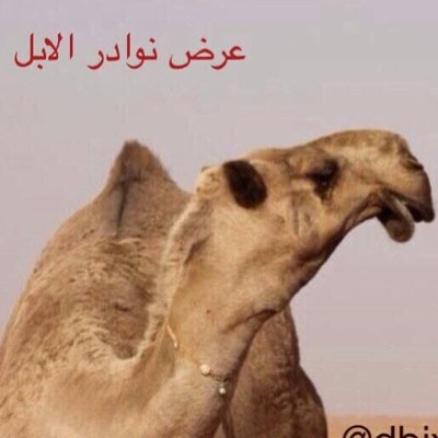 هذا الحساب لكم وهوالاول من نوعه يختص في امور الابل واخر اخبار الطيبات من الابل وبدون تواصلكم لن استطيع اتمام واجباتي اتمنى منكم التواصل لتعم الفائده 0500847196