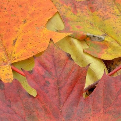 Follow us here an on our blog to find your favorite fall activities in beautiful San Luis Obispo. #jour285 #fall #slo