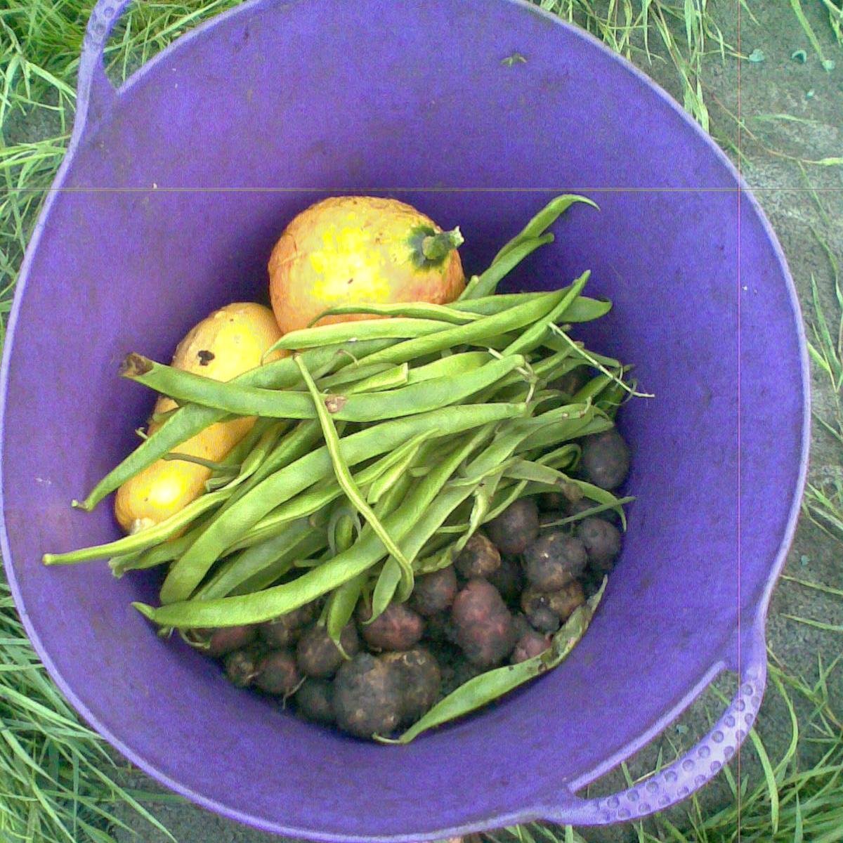 sustaining ecofeminism, food & archives; U of Edinburgh; tweeting under the influence of vegetables; she/her