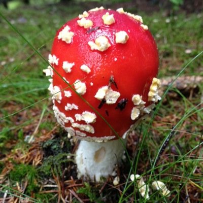 LudvigLarsson1's profile picture. All I know about humans, I  learned from animals.