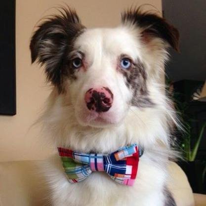 YmmFlick's profile picture. Not just your average dog! Fully vaccinated and ready to greet the world! #YMM