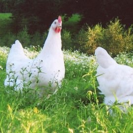 _GoFreeRange's profile picture. This Twitter has been set up purely to encourage people to purchase Free range products instead of from caged or slaughter houses.@Jasminekneale - @Pudney01