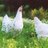 _GoFreeRange's profile image