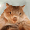 DustyWombat Profile Picture