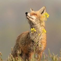 The fox Queen Cassie.