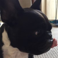 ゆうこりん (@628mrs) 's Twitter Profile
