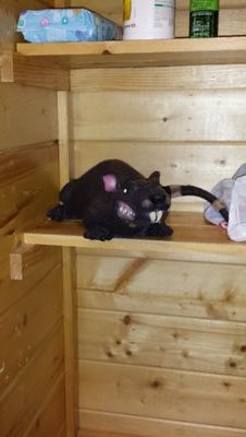 cheathamrat's profile picture. 